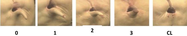 Tail lesion scoring system for pigs.PNG